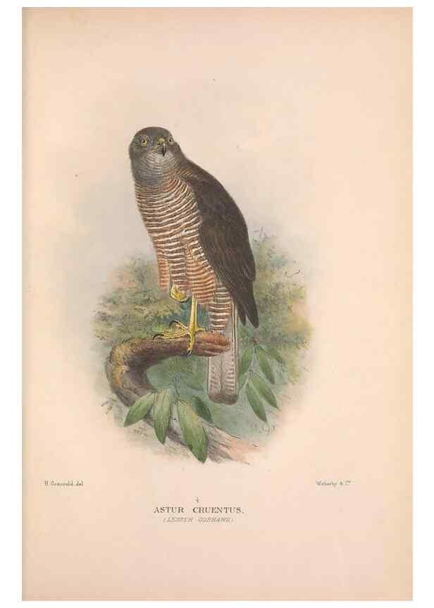 Reproducción/Reproduction 48684209353: The Birds of Australia. London :Witherby & Co.,1910-1927.. 