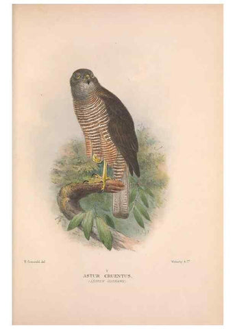 Reproducción/Reproduction 48684209353: The Birds of Australia. London :Witherby & Co.,1910-1927.. 