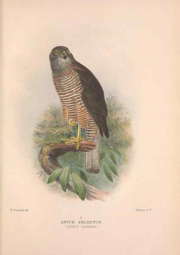 Reproducción/Reproduction 48684209353: The Birds of Australia. London :Witherby & Co.,1910-1927.. 