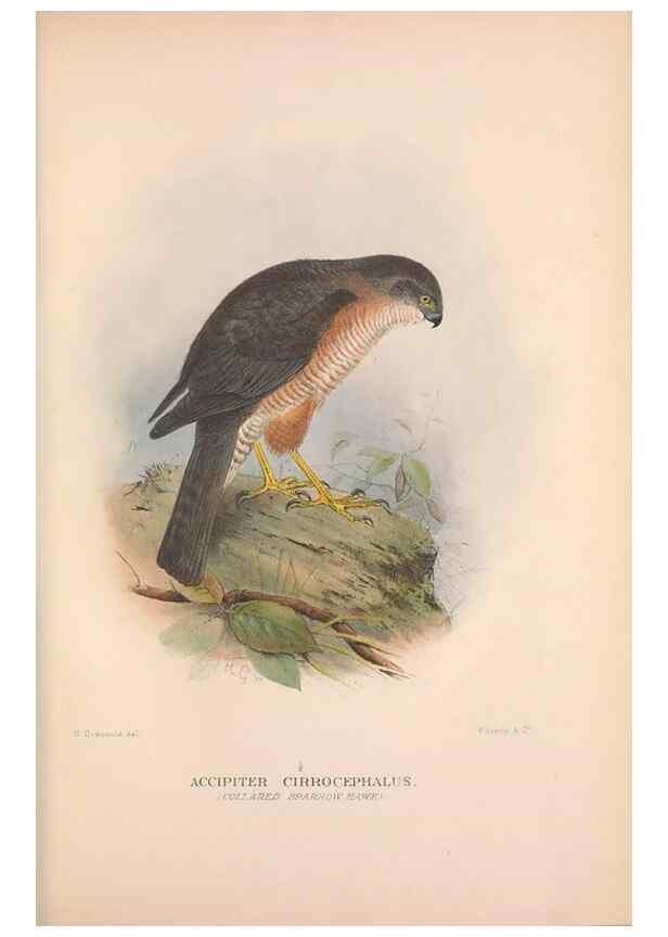 Reproducción/Reproduction 48684723452: The Birds of Australia. London :Witherby & Co.,1910-1927.. 