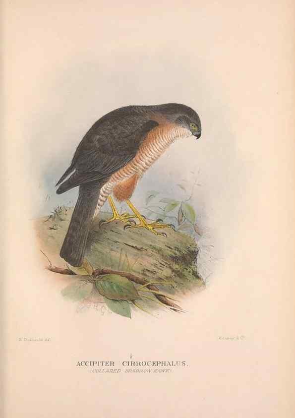 Reproducción/Reproduction 48684723452: The Birds of Australia. London :Witherby & Co.,1910-1927.. 