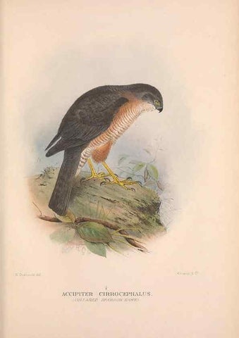 Reproducción/Reproduction 48684723452: The Birds of Australia. London :Witherby & Co.,1910-1927.. 