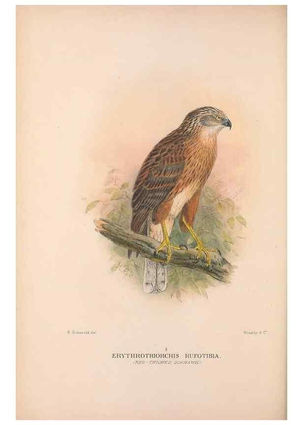 Reproducción/Reproduction 48684723642: The Birds of Australia. London :Witherby & Co.,1910-1927.. 