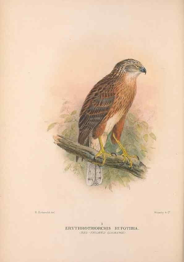 Reproducción/Reproduction 48684723642: The Birds of Australia. London :Witherby & Co.,1910-1927.. 
