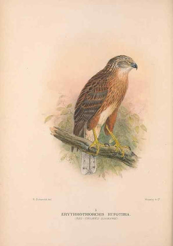 Reproducción/Reproduction 48684723642: The Birds of Australia. London :Witherby & Co.,1910-1927.. 
