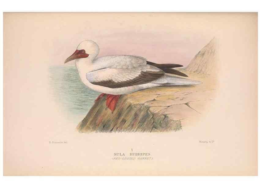 Reproducción/Reproduction 48684485406: The Birds of Australia. London :Witherby & Co.,1910-1927.. 