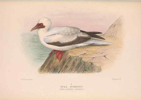 Reproducción/Reproduction 48684485406: The Birds of Australia. London :Witherby & Co.,1910-1927.. 