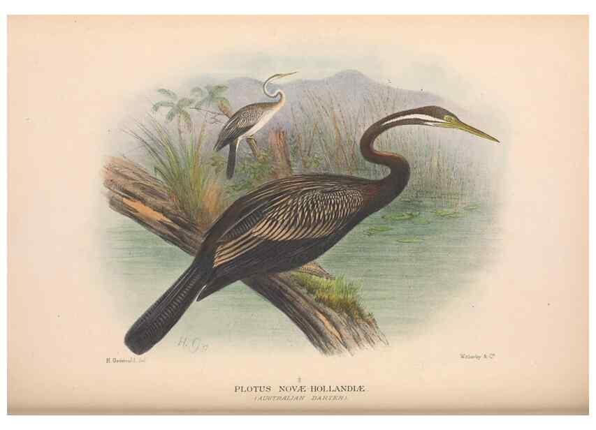 Reproducción/Reproduction 48684660267: The Birds of Australia. London :Witherby & Co.,1910-1927.. 