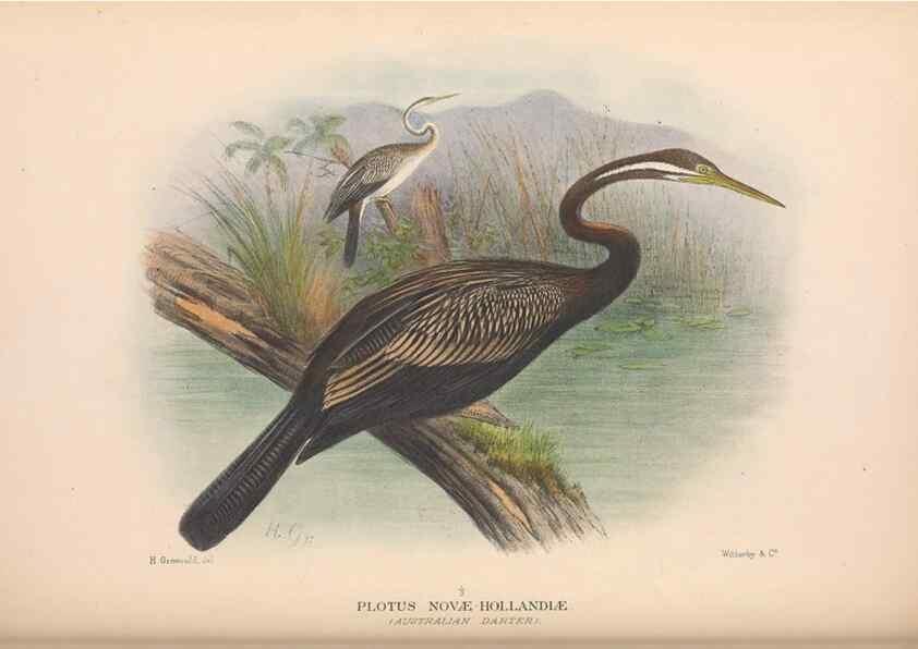 Reproducción/Reproduction 48684660267: The Birds of Australia. London :Witherby & Co.,1910-1927.. 