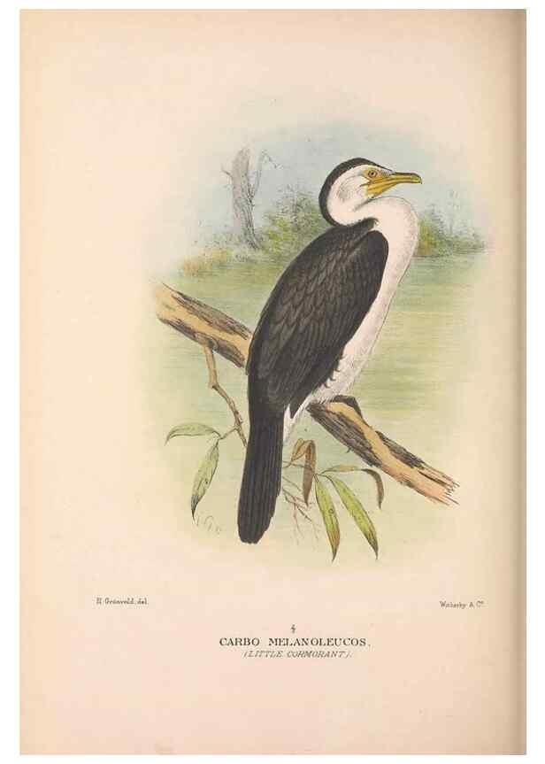 Reproducción/Reproduction 48684484876: The Birds of Australia. London :Witherby & Co.,1910-1927.. 