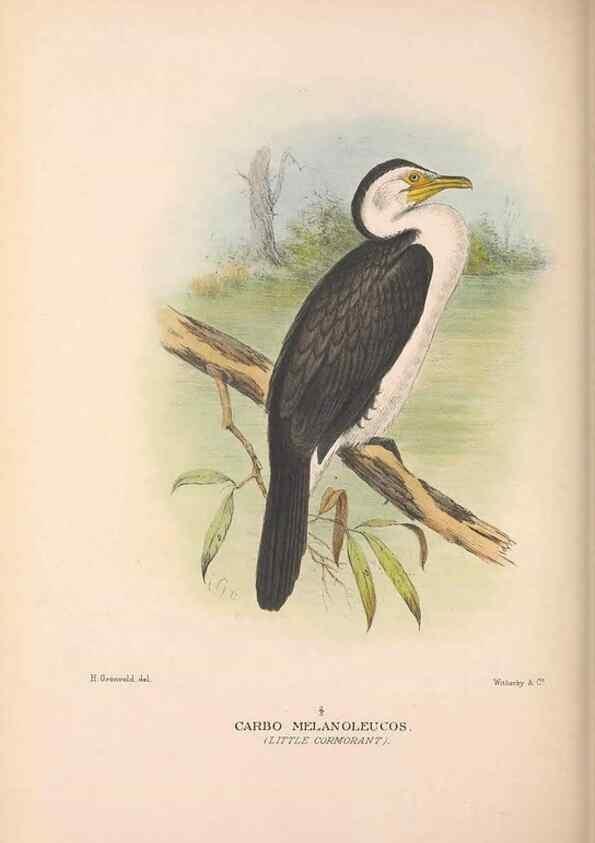 Reproducción/Reproduction 48684484876: The Birds of Australia. London :Witherby & Co.,1910-1927.. 