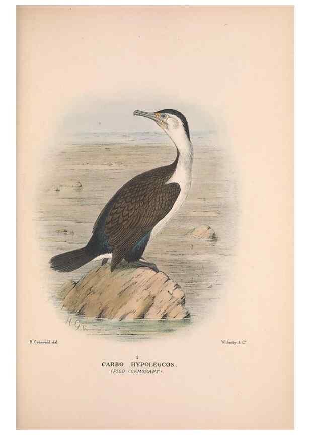 Reproducción/Reproduction 48684484531: The Birds of Australia. London :Witherby & Co.,1910-1927.. 