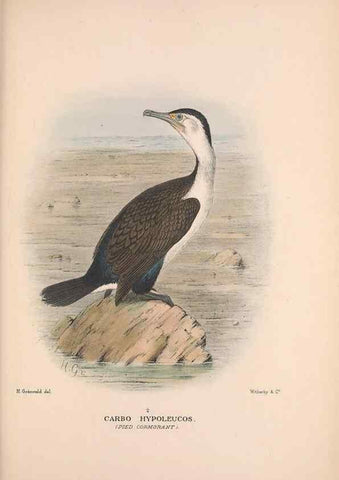 Reproducción/Reproduction 48684484531: The Birds of Australia. London :Witherby & Co.,1910-1927.. 