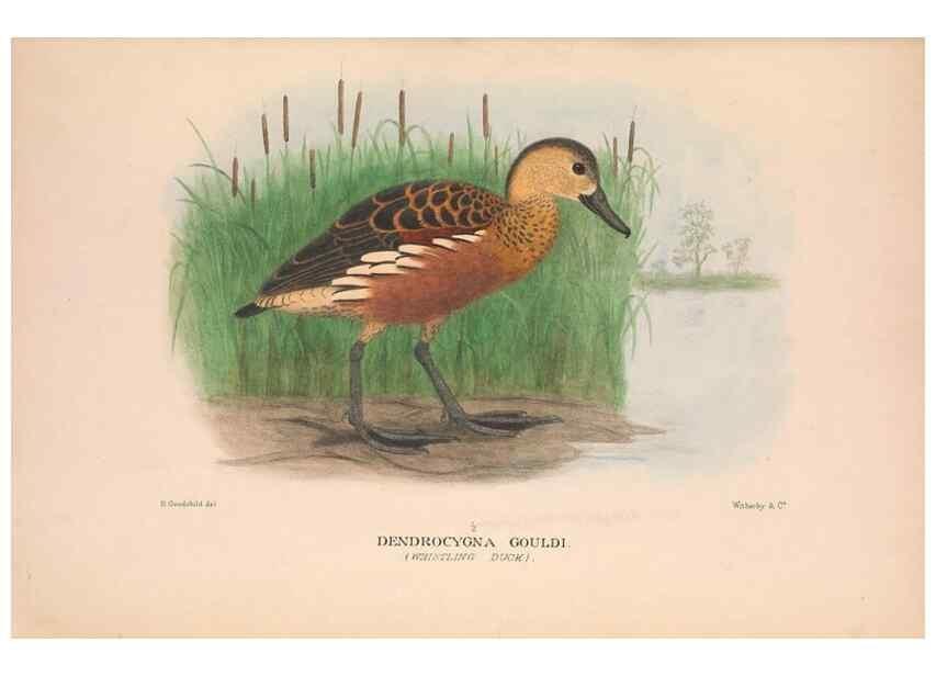 Reproducción/Reproduction 48684654452: The Birds of Australia. London :Witherby & Co.,1910-1927.. 