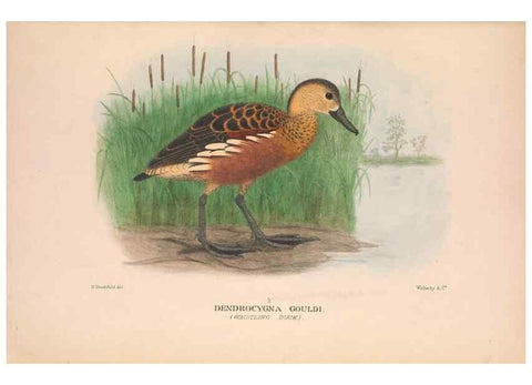 Reproducción/Reproduction 48684654452: The Birds of Australia. London :Witherby & Co.,1910-1927.. 