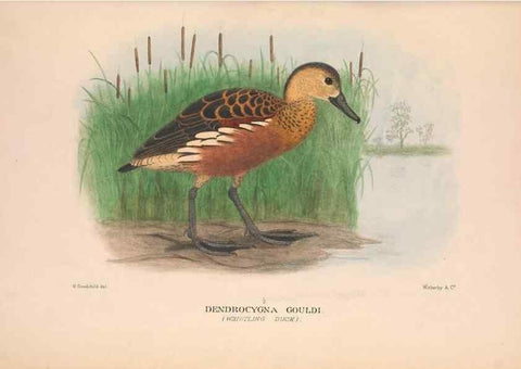 Reproducción/Reproduction 48684654452: The Birds of Australia. London :Witherby & Co.,1910-1927.. 