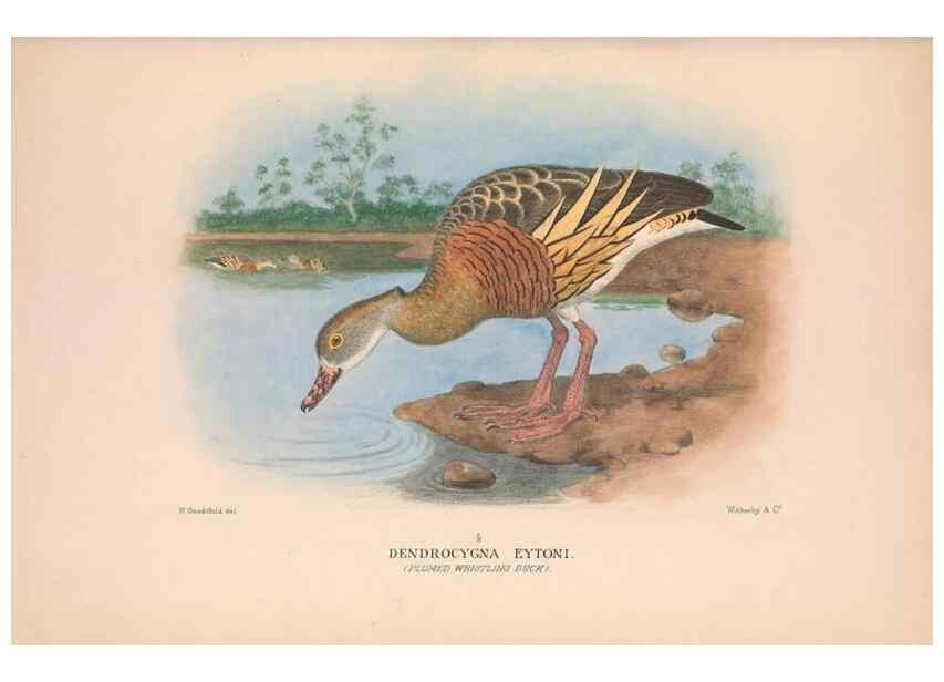 Reproducción/Reproduction 48684654812: The Birds of Australia. London :Witherby & Co.,1910-1927.. 