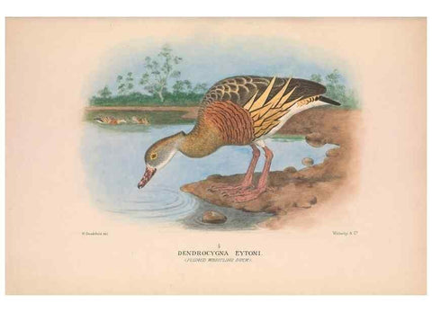 Reproducción/Reproduction 48684654812: The Birds of Australia. London :Witherby & Co.,1910-1927.. 