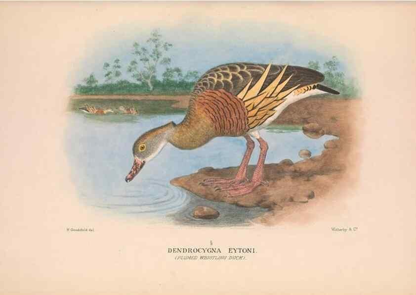 Reproducción/Reproduction 48684654812: The Birds of Australia. London :Witherby & Co.,1910-1927.. 