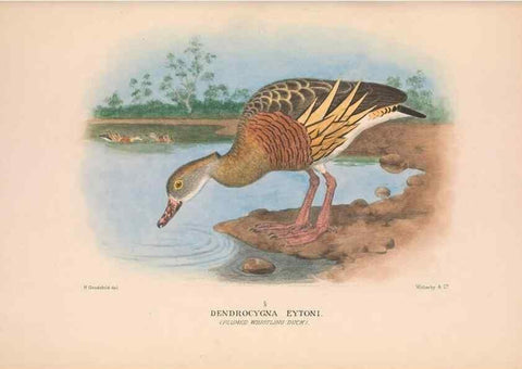 Reproducción/Reproduction 48684654812: The Birds of Australia. London :Witherby & Co.,1910-1927.. 