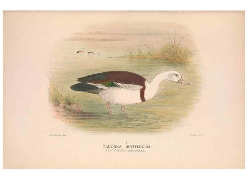 Reproducción/Reproduction 48684140153: The Birds of Australia. London :Witherby & Co.,1910-1927.. 