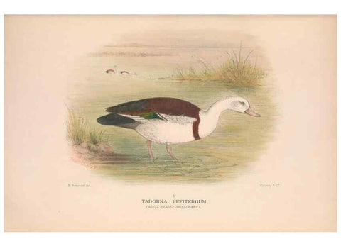 Reproducción/Reproduction 48684140153: The Birds of Australia. London :Witherby & Co.,1910-1927.. 
