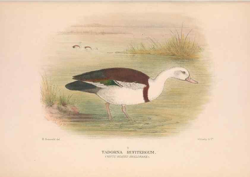 Reproducción/Reproduction 48684140153: The Birds of Australia. London :Witherby & Co.,1910-1927.. 