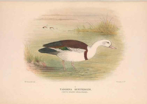 Reproducción/Reproduction 48684140153: The Birds of Australia. London :Witherby & Co.,1910-1927.. 