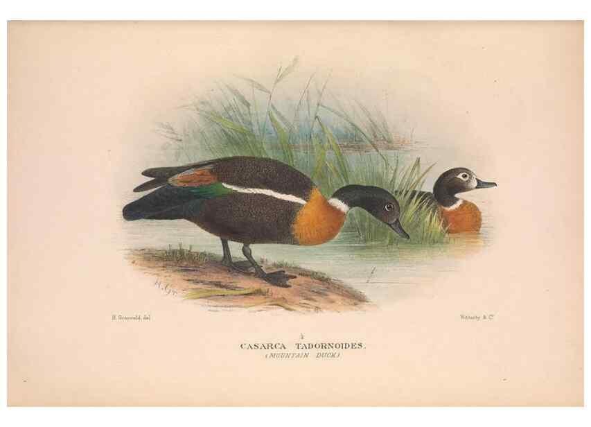 Reproducción/Reproduction 48684140378: The Birds of Australia. London :Witherby & Co.,1910-1927.. 