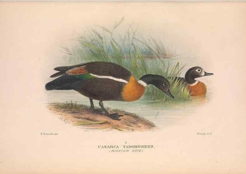 Reproducción/Reproduction 48684140378: The Birds of Australia. London :Witherby & Co.,1910-1927.. 