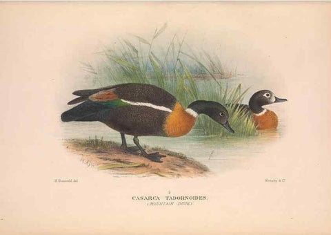 Reproducción/Reproduction 48684140378: The Birds of Australia. London :Witherby & Co.,1910-1927.. 