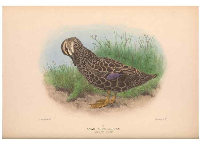 Reproducción/Reproduction 48684655802: The Birds of Australia. London :Witherby & Co.,1910-1927.. 