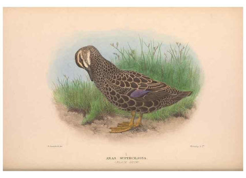 Reproducción/Reproduction 48684655802: The Birds of Australia. London :Witherby & Co.,1910-1927.. 