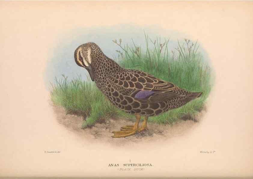 Reproducción/Reproduction 48684655802: The Birds of Australia. London :Witherby & Co.,1910-1927.. 