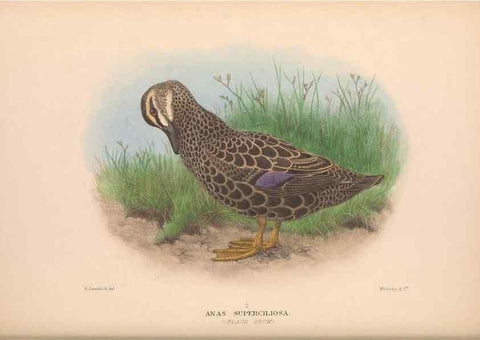 Reproducción/Reproduction 48684655802: The Birds of Australia. London :Witherby & Co.,1910-1927.. 