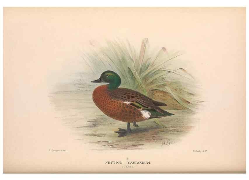 Reproducción/Reproduction 48684140943: The Birds of Australia. London :Witherby & Co.,1910-1927.. 