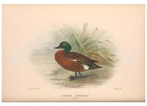 Reproducción/Reproduction 48684140943: The Birds of Australia. London :Witherby & Co.,1910-1927.. 