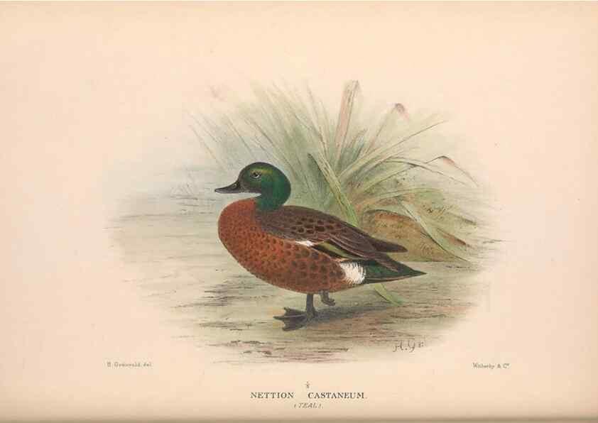 Reproducción/Reproduction 48684140943: The Birds of Australia. London :Witherby & Co.,1910-1927.. 