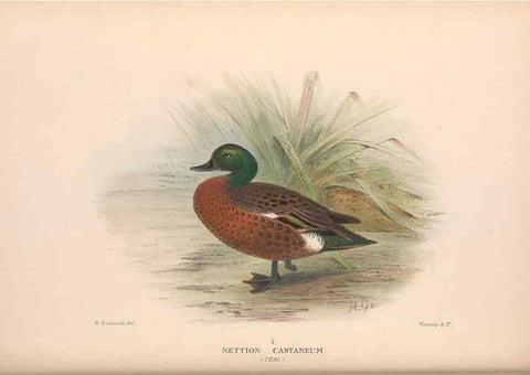 Reproducción/Reproduction 48684140943: The Birds of Australia. London :Witherby & Co.,1910-1927.. 