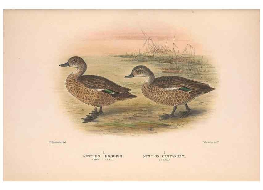 Reproducción/Reproduction 48684481106: The Birds of Australia. London :Witherby & Co.,1910-1927.. 
