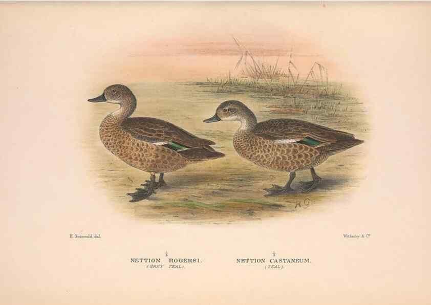 Reproducción/Reproduction 48684481106: The Birds of Australia. London :Witherby & Co.,1910-1927.. 