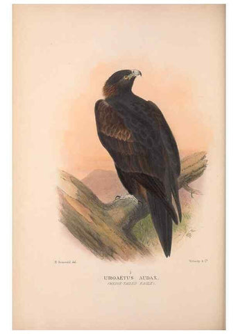 Reproducción/Reproduction 48684210068: The Birds of Australia. London :Witherby & Co.,1910-1927.. 