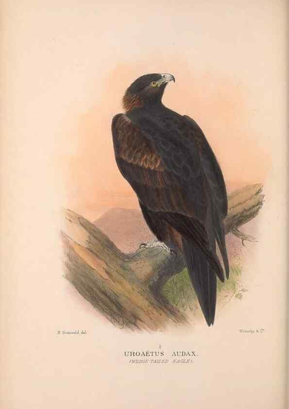 Reproducción/Reproduction 48684210068: The Birds of Australia. London :Witherby & Co.,1910-1927.. 