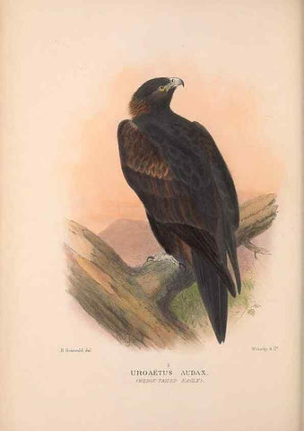 Reproducción/Reproduction 48684210068: The Birds of Australia. London :Witherby & Co.,1910-1927.. 