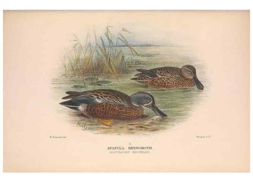 Reproducción/Reproduction 48684656597: The Birds of Australia. London :Witherby & Co.,1910-1927.. 