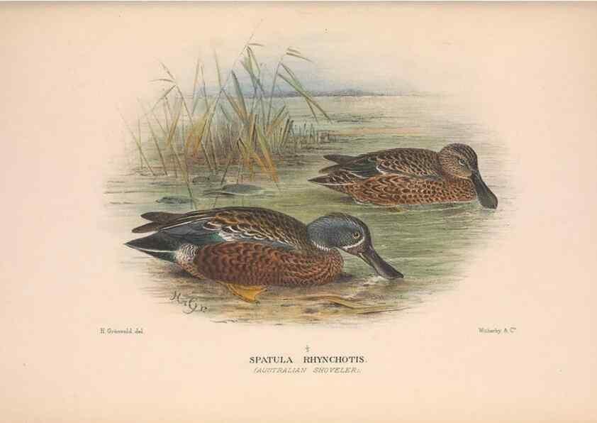 Reproducción/Reproduction 48684656597: The Birds of Australia. London :Witherby & Co.,1910-1927.. 