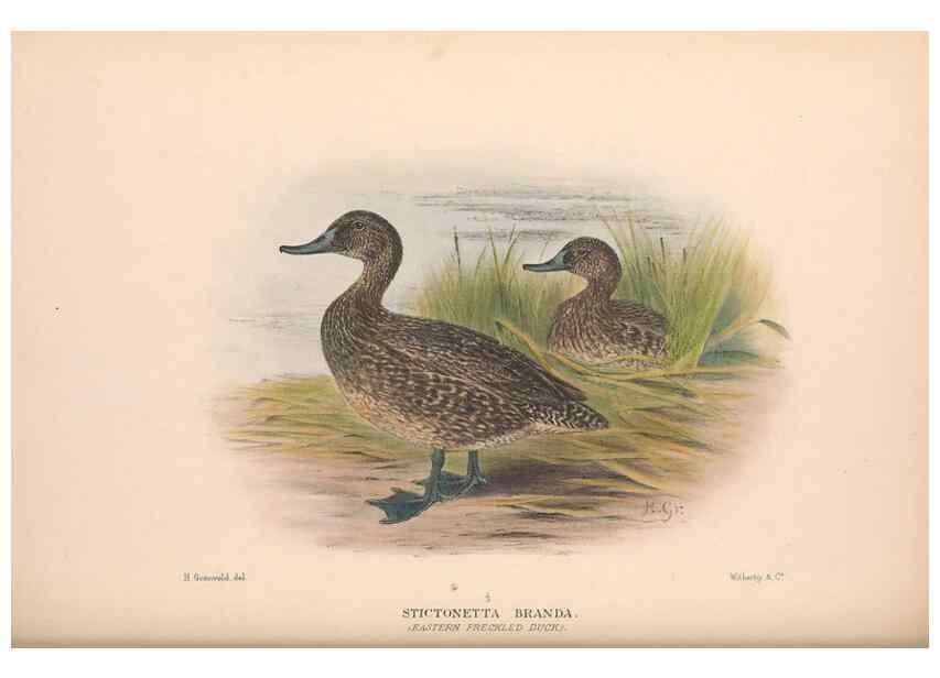 Reproducción/Reproduction 48684657152: The Birds of Australia. London :Witherby & Co.,1910-1927.. 