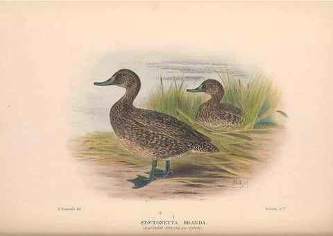 Reproducción/Reproduction 48684657152: The Birds of Australia. London :Witherby & Co.,1910-1927.. 