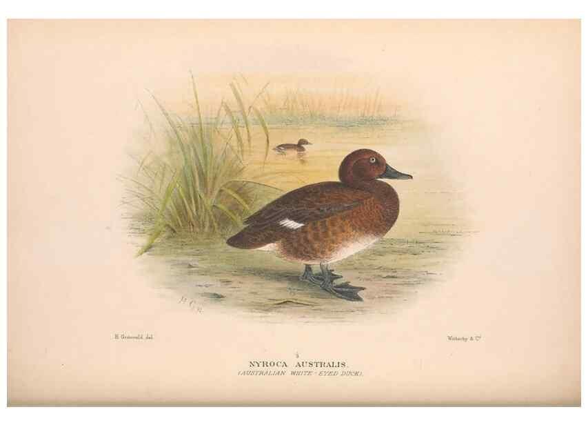 Reproducción/Reproduction 48684657437: The Birds of Australia. London :Witherby & Co.,1910-1927.. 