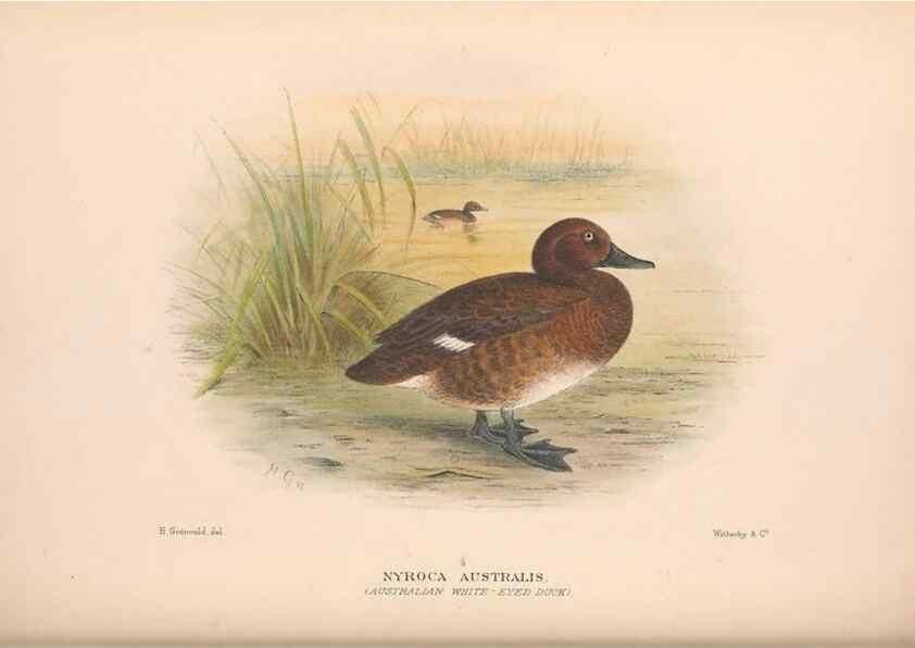 Reproducción/Reproduction 48684657437: The Birds of Australia. London :Witherby & Co.,1910-1927.. 